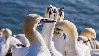 分析师称，《小丑牌》与《丝绸之歌》“在财务上不合逻辑”且“深受玩家喜爱”