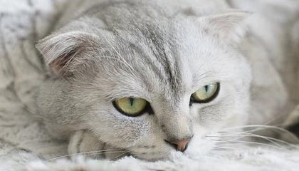 《阿凡达：火与灰》首周末票房表现强劲，唯独美国市场除外。